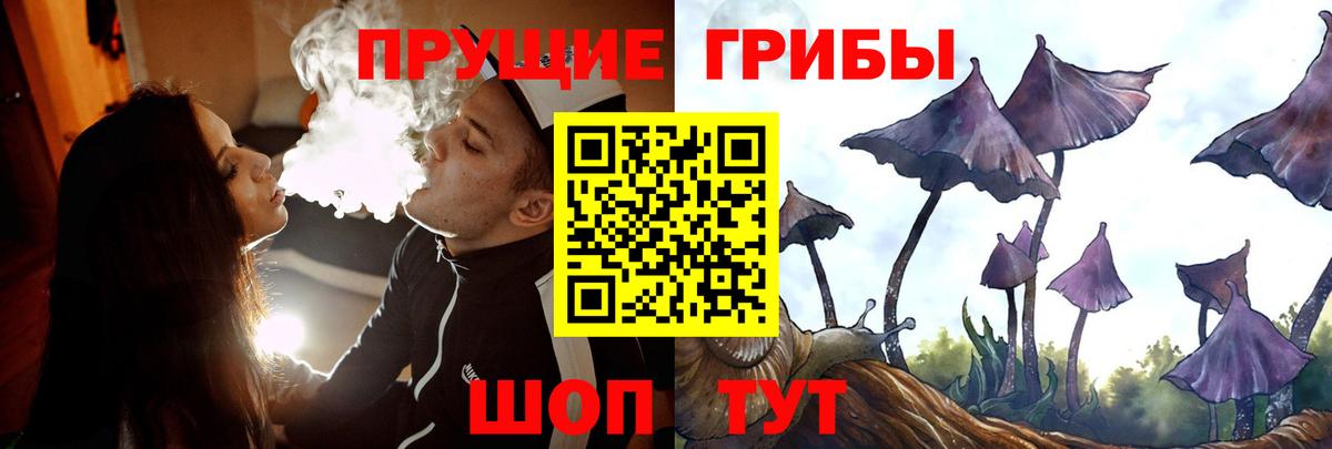 Галлюциногенные грибы Psilocybe Томск